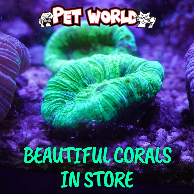 Rocky Pet World coral arrival artwork with green and purple coral imagery.