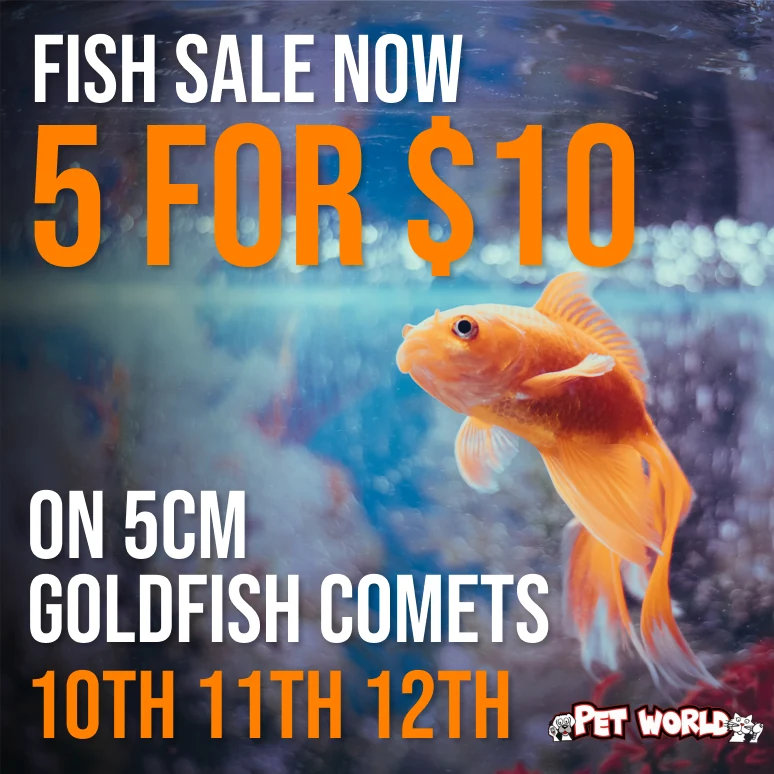 Goldfish promotion with orange price typography over aquarium imagery.