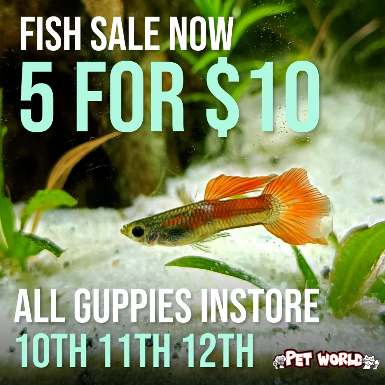 Guppy promotion using the matching fish-sale campaign format.