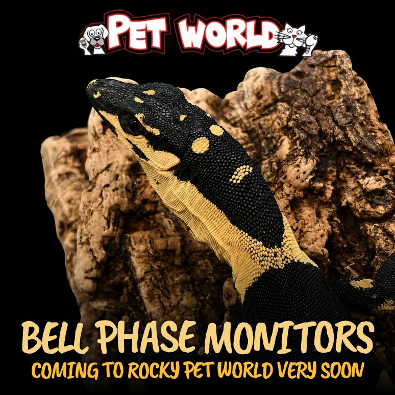 Bell phase monitor arrival announcement in black and yellow.